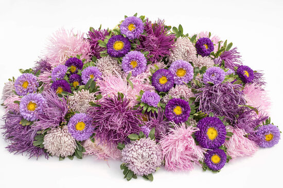 Ķīnas astere ‘Violet mix’ (Callistephus chinensis) 20 sēklas